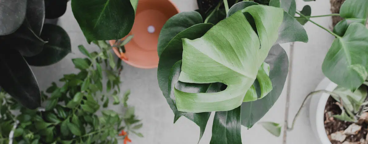 l-incroyable-vie-secrete-des-plantes