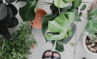 l-incroyable-vie-secrete-des-plantes