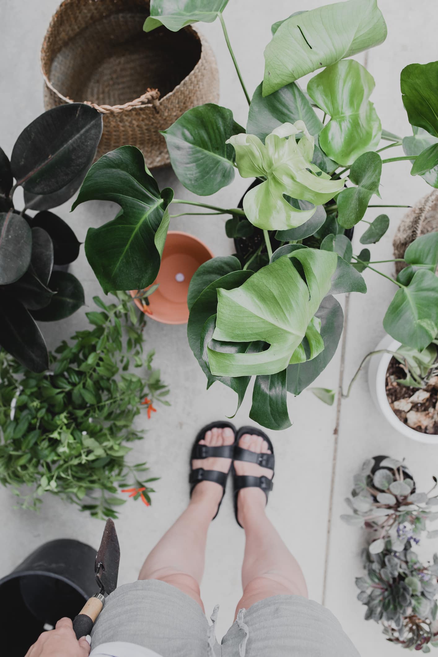 l-incroyable-vie-secrete-des-plantes
